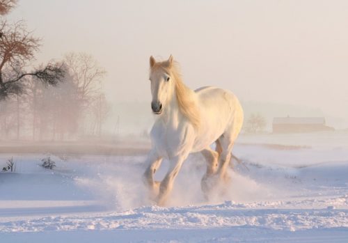 Foto av en hvit hest som løper på et jorde dekket av snø. I bakgrunnen er det tåke og noen bare trær.